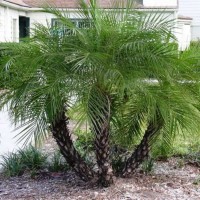 Phoenix Roebelenii 