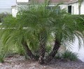PhoenixRobelenii03.jpg