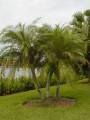 PhoenixRobelenii04.jpg