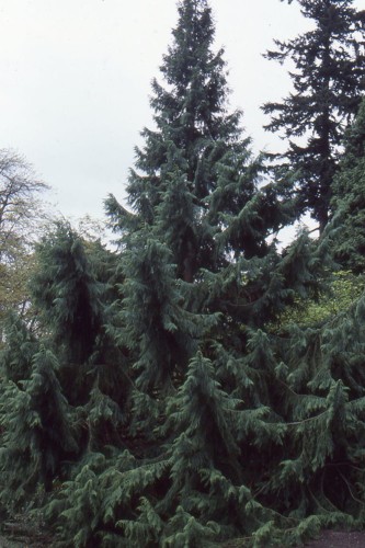 Taiwania_cryptomerioides05.jpg