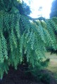 Taiwania_cryptomerioides01.jpg