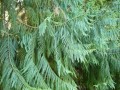 Taiwania_cryptomerioides03.jpg
