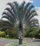 Dypsis Decaryi