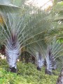 dypsisdecaryi03.jpg