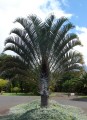 dypsisdecaryi01.jpg