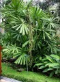 licualaspinosa01.jpg