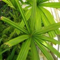licualaspinosa02.jpg