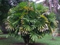 licualaspinosa03.jpg