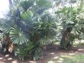 licualaspinosa05.jpg