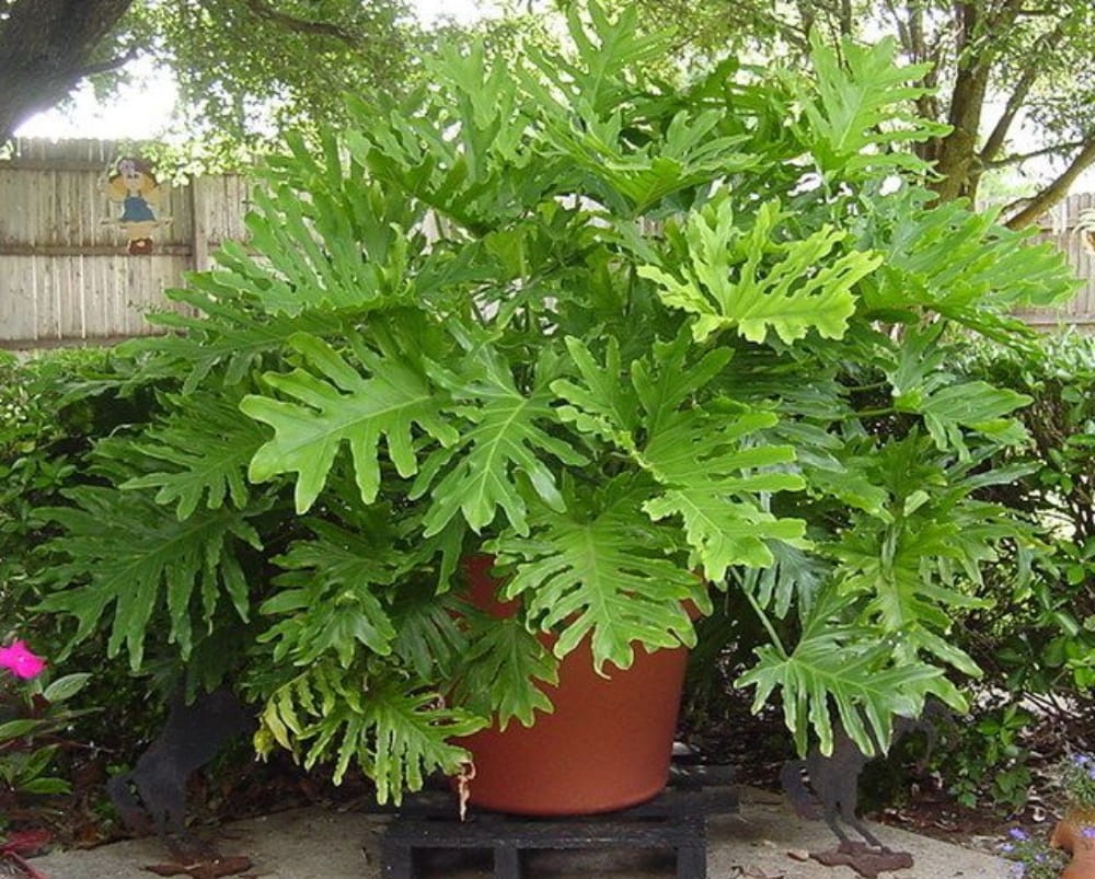 Philodendron Bipinnatifidum Bananalicious.pl