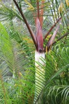 Dypsis Baronii Black Petiole