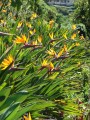 Starr_071024-0329_Strelitzia_reginae.jpg