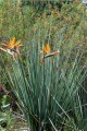 strelitzia-juncea-paradiesvogelblume-strelitzie.jpg