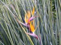 1200px-Strelitzia_juncea_flower.jpg