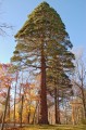 Giant_Sequoia_Sequoiadendron_giganteum_Tyler_Tree_2000px.jpg