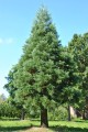 sequioadendron_giganteum_glaucum_1.jpg