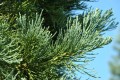 sequoiadendron_giganteum_glaucum.jpg