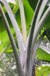 Musa Thomsonii