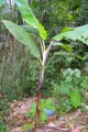 musa-cheesmanii-380x760.jpg