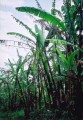 musa-cheesmanii.jpg