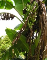 Musa Acuminata Subsp.Microcarpa