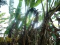 microcarpa2012.jpg
