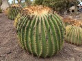 Echinocactus-platyacanthus-Giant-Barrel-Cactus3.jpg