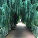 Cupressus Cashmeriana