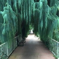 Cupressus Cashmeriana