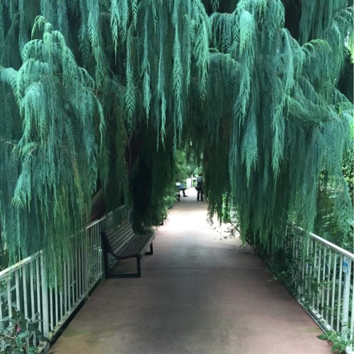 Kashmir_Weeping_Cypress_3.jpg