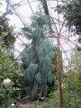Cupressus_cashmeriana_in_greenhouse.jpg