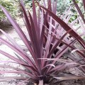 Cordyline-australis-Purpurea-650x650.jpg