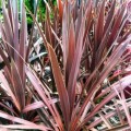 cordyline-purple-tower-500.jpg