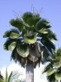 palm_tc_46678_6.jpg