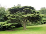 Cedrus Libani