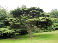 Cedrus Libani