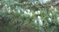 Cedrus_libani-800x445.jpg