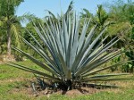 Agave Tequilana