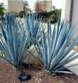 Agave_tequilana_2.jpg
