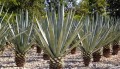 naklejki-agave-tequilana-zaklad-meksykanskiej-tequili-lugu.jpg.jpg