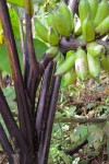 Musa Textilis "Ebony"