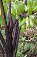 Musa Textilis "Ebony"