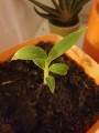 20200625_224221.jpg