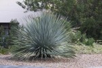 Dasylirion Wheeleri