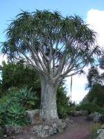 Aloe Barberae