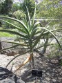 MCBG_Aloe_barberae.JPG