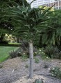 Aloe_bainesii_DSCN0476.jpg