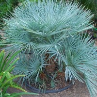 Chamaerops humilis var.cerifera