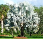 Bismarckia Nobilis 