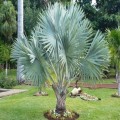 bismarckia-nobilis.jpg